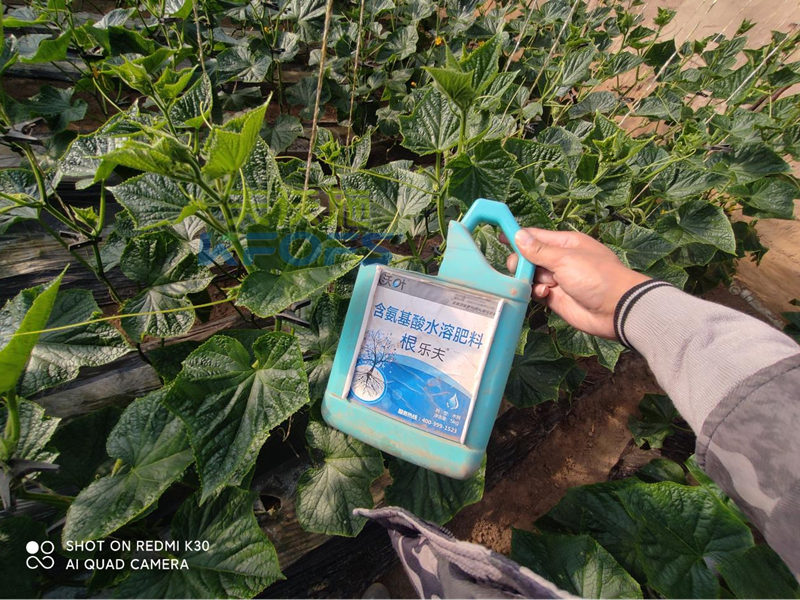 黃瓜追肥用什么水溶肥好-沃葉水溶肥.png