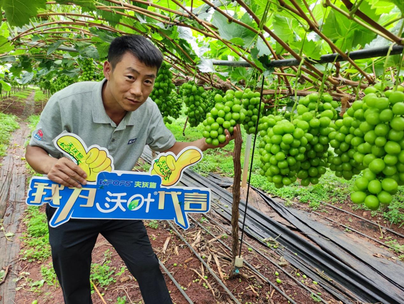 新栽葡萄施肥技術(shù)，附種植條件