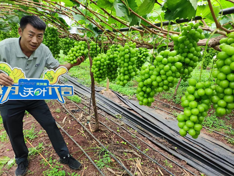 葡萄樹施什么肥？