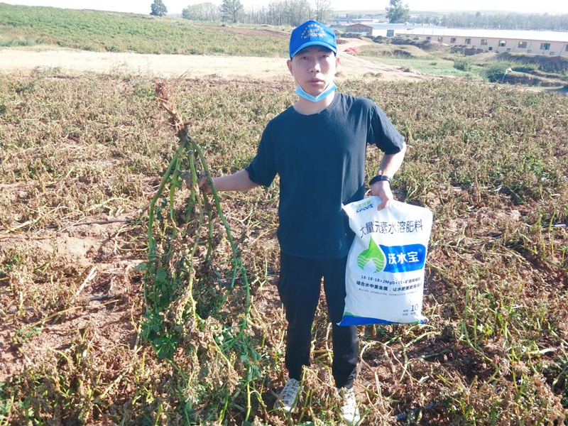 大量元素水溶肥用在土豆上效果怎么樣？