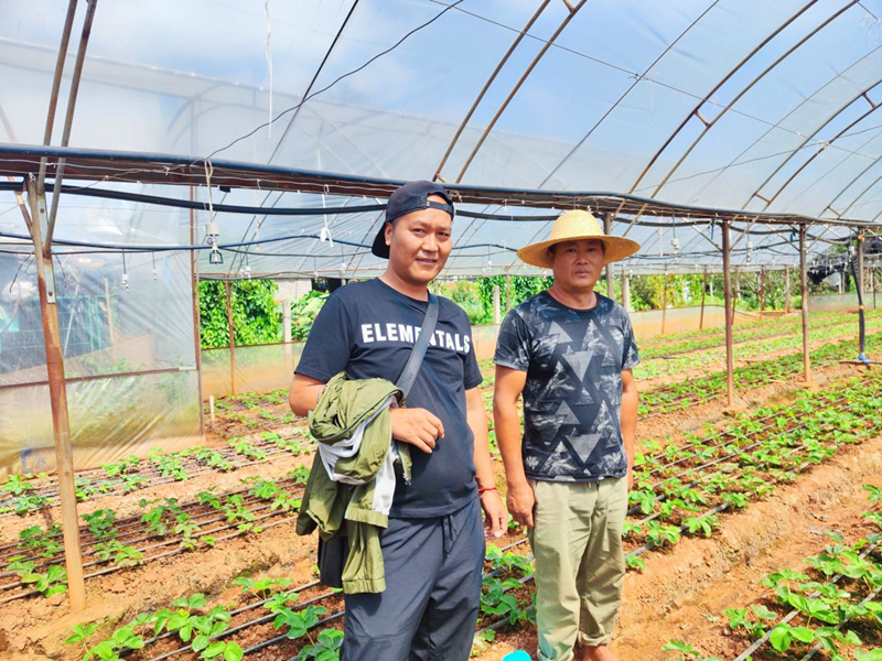 草莓施肥用什么肥料好-沃葉水溶肥系列.png