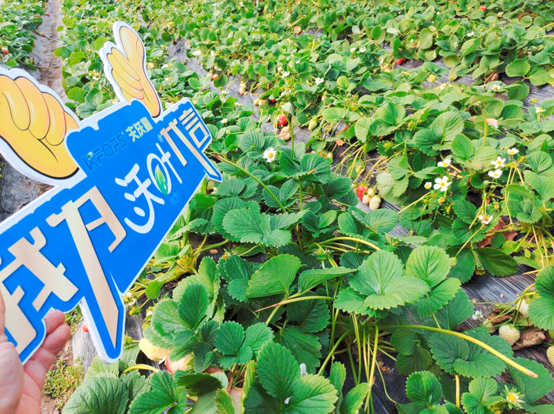 草莓施肥用什么肥料好-沃葉水溶肥系列1.png