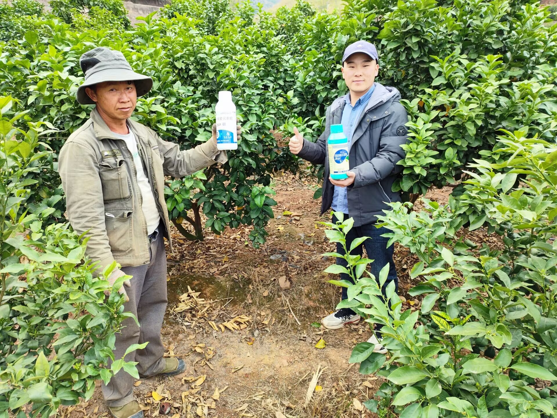 水溶肥和復(fù)合肥哪個效果更好-楊師砂糖橘用沃葉水溶肥.jpg