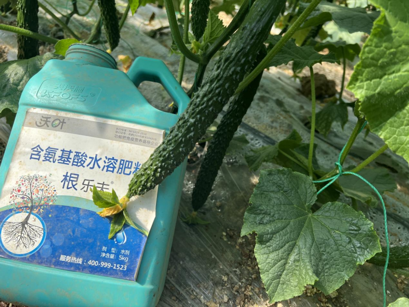 水溶肥-黃瓜用沃葉根樂(lè)夫生根劑效果.png