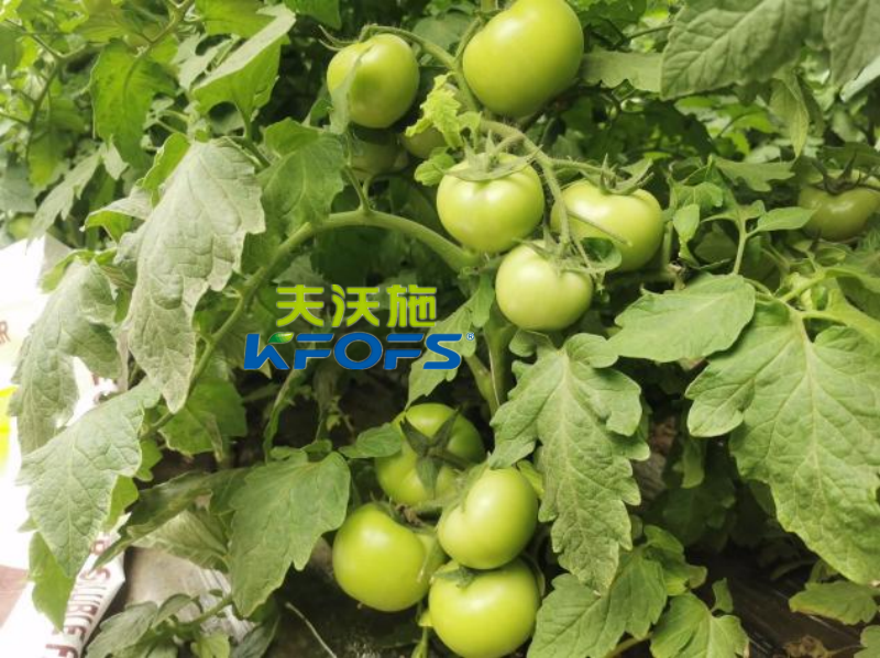 番茄用什么肥料產(chǎn)量高-番茄效果.png