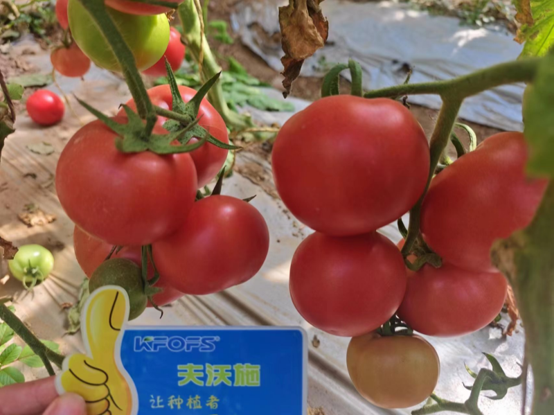 西紅柿施肥用什么肥料好-夫沃施水溶肥1.png