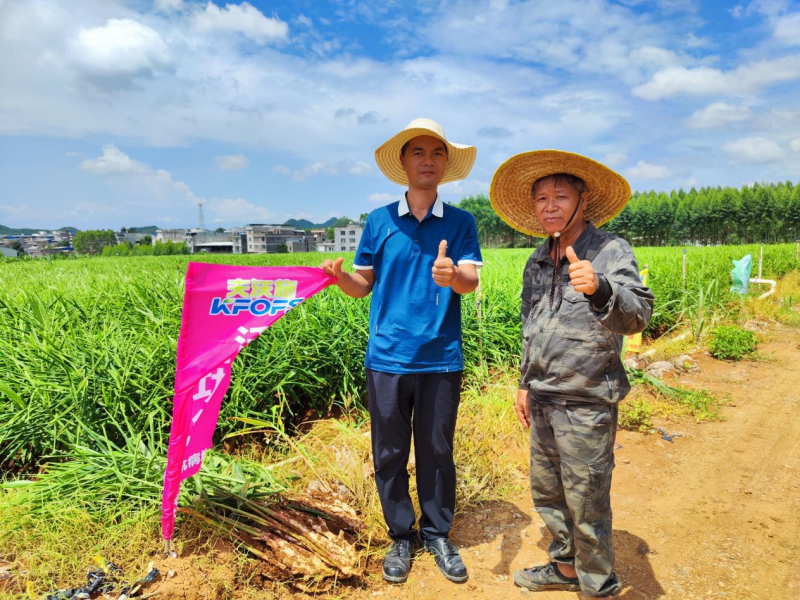 魚(yú)蛋白水溶肥-廣西大姜用戶(hù)見(jiàn)證.png